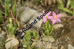 Kleines Tausendgüldenkraut, Centaurium pulchellum, Erythraea pulchella, Gentianaceae, Centaurium pulchellum, Erythraea pulchella, Kleines Tausendgüldenkraut, Habitus blühend Kauf von 06486centaurium_pulchellumimg_8128.jpg