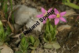 Kleines Tausendgüldenkraut, Centaurium pulchellum, Erythraea pulchella, Gentianaceae, Centaurium pulchellum, Erythraea pulchella, Kleines Tausendgüldenkraut, Habitus blühend Kauf von 06486centaurium_pulchellumimg_8129.jpg