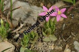 Kleines Tausendgüldenkraut, Centaurium pulchellum, Erythraea pulchella, Gentianaceae, Centaurium pulchellum, Erythraea pulchella, Kleines Tausendgüldenkraut, Habitus blühend Kauf von 06486centaurium_pulchellumimg_8130.jpg