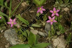 Kleines Tausendgüldenkraut, Centaurium pulchellum, Erythraea pulchella, Gentianaceae, Centaurium pulchellum, Erythraea pulchella, Kleines Tausendgüldenkraut, Habitus blühend Kauf von 06486centaurium_pulchellumimg_8131.jpg