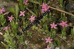 Kleines Tausendgüldenkraut, Centaurium pulchellum, Erythraea pulchella, Gentianaceae, Centaurium pulchellum, Erythraea pulchella, Kleines Tausendgüldenkraut, Habitus blühend Kauf von 06486centaurium_pulchellumimg_8132.jpg