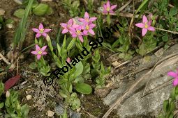 Kleines Tausendgüldenkraut, Centaurium pulchellum, Erythraea pulchella, Gentianaceae, Centaurium pulchellum, Erythraea pulchella, Kleines Tausendgüldenkraut, Habitus blühend Kauf von 06486centaurium_pulchellumimg_8133.jpg