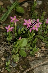 Kleines Tausendgüldenkraut, Centaurium pulchellum, Erythraea pulchella, Gentianaceae, Centaurium pulchellum, Erythraea pulchella, Kleines Tausendgüldenkraut, Habitus blühend Kauf von 06486centaurium_pulchellumimg_8134.jpg