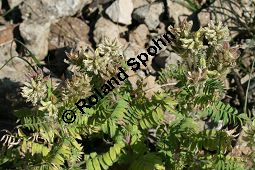 Zottige Fahnenwicke, Zottiger Spitzkiel, Oxytropis pilosa, Astragalus pilosa, Fabaceae, Oxytropis pilosa, Astragalus pilosa, Zottige Fahnenwicke, Zottiger Spitzkiel, Blhend und fruchtend Kauf von 06487oxytropis_pilosaimg_8282.jpg