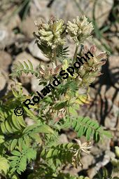 Zottige Fahnenwicke, Zottiger Spitzkiel, Oxytropis pilosa, Astragalus pilosa, Fabaceae, Oxytropis pilosa, Astragalus pilosa, Zottige Fahnenwicke, Zottiger Spitzkiel, Blühend und fruchtend Kauf von 06487oxytropis_pilosaimg_8283.jpg