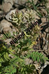 Zottige Fahnenwicke, Zottiger Spitzkiel, Oxytropis pilosa, Astragalus pilosa, Fabaceae, Oxytropis pilosa, Astragalus pilosa, Zottige Fahnenwicke, Zottiger Spitzkiel, Blühend und fruchtend Kauf von 06487oxytropis_pilosaimg_8284.jpg