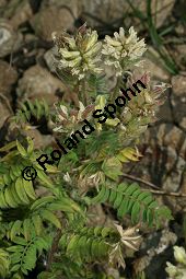 Zottige Fahnenwicke, Zottiger Spitzkiel, Oxytropis pilosa, Astragalus pilosa, Fabaceae, Oxytropis pilosa, Astragalus pilosa, Zottige Fahnenwicke, Zottiger Spitzkiel, Blühend und fruchtend Kauf von 06487oxytropis_pilosaimg_8285.jpg