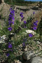 Garten-Rittersporn, Consolida ajacis, Delphinium ajacis, Ranunculaceae, Consolida ajacis, Delphinium ajacis, Garten-Rittersporn Kauf von 06488consolida_ajacisimg_8397.jpg