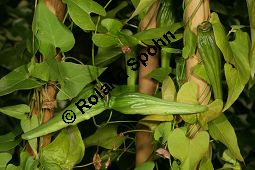 Philibertia gracilis, Asclepiadaceae Kauf von 06493philibertia_gracilisimg_8842.jpg