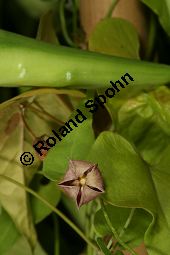 Philibertia gracilis, Asclepiadaceae Kauf von 06493philibertia_gracilisimg_8843.jpg