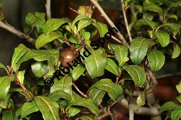 Echter Teestrauch 'Beni-Bana', Camellia sinensis, Thea sinensis, Thea viridis, Camellia thea Kauf von 06495camellia_sinensis_benibanaimg_8860.jpg