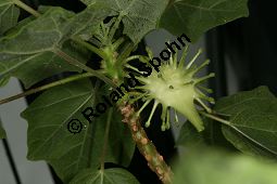 Uncarina leptocarpa, Pedaliaceae Kauf von 06496uncarina_leptocarpaimg_8873.jpg