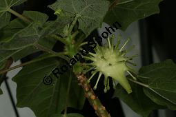 Uncarina leptocarpa, Pedaliaceae Kauf von 06496uncarina_leptocarpaimg_8874.jpg