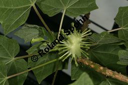 Uncarina leptocarpa, Pedaliaceae Kauf von 06496uncarina_leptocarpaimg_8875.jpg