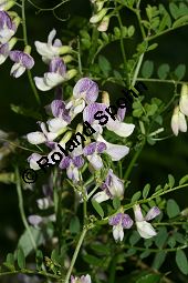 Wald-Wicke, Vicia sylvatica, Fabaceae, Vicia sylvatica, Wald-Wicke, Blühend Kauf von 06500vicia_sylvaticaimg_9090.jpg