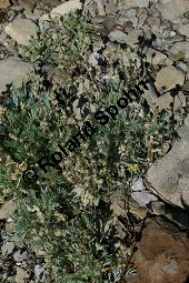 Echte Edelraute, Echter Bergwermut, Artemisia umbelliformis, Artemisia mutellina, Artemisia laxa Kauf von 06505artemisia_umbelliformisimg_9690.jpg