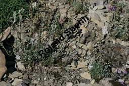 Echte Edelraute, Echter Bergwermut, Artemisia umbelliformis, Artemisia mutellina, Artemisia laxa Kauf von 06505artemisia_umbelliformisimg_9691.jpg