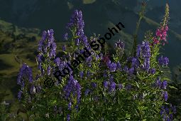 Rispiger Eisenhut, Aconitum variegatum ssp. paniculatum Kauf von 06506aconitum_variegatum_paniculatumimg_9683.jpg