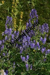 Rispiger Eisenhut, Aconitum variegatum ssp. paniculatum Kauf von 06506aconitum_variegatum_paniculatumimg_9684.jpg