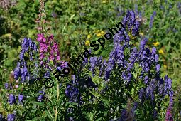 Rispiger Eisenhut, Aconitum variegatum ssp. paniculatum Kauf von 06506aconitum_variegatum_paniculatumimg_9685.jpg