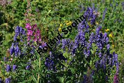 Rispiger Eisenhut, Aconitum variegatum ssp. paniculatum Kauf von 06506aconitum_variegatum_paniculatumimg_9685.jpg