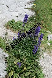 Dichtblütiger Eisenhut, Aconitum napellus ssp. compactum, Aconitum compactum, Blütenstand Traube, Blütenstand Traube Kauf von 06507_aconitum_napellus_compactum_img_3876.jpg