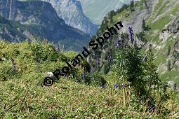 Dichtblütiger Eisenhut, Aconitum napellus ssp. compactum, Aconitum compactum, Blütenstand Traube, Blütenstand Traube Kauf von 06507_aconitum_napellus_compactum_img_3877.jpg