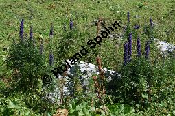 Dichtblütiger Eisenhut, Aconitum napellus ssp. compactum, Aconitum compactum, Blütenstand Traube, Blütenstand Traube Kauf von 06507_aconitum_napellus_compactum_img_3878.jpg