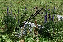 Dichtbltiger Eisenhut, Aconitum napellus ssp. compactum, Aconitum compactum, Bltenstand Traube, Bltenstand Traube Kauf von 06507_aconitum_napellus_compactum_img_3878.jpg