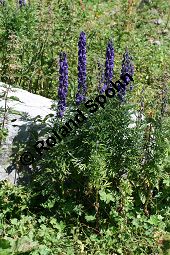 Dichtblütiger Eisenhut, Aconitum napellus ssp. compactum, Aconitum compactum, Blütenstand Traube, Blütenstand Traube Kauf von 06507_aconitum_napellus_compactum_img_3879.jpg