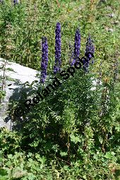 Dichtbltiger Eisenhut, Aconitum napellus ssp. compactum, Aconitum compactum, Bltenstand Traube, Bltenstand Traube Kauf von 06507_aconitum_napellus_compactum_img_3879.jpg