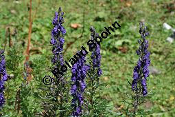 Dichtbltiger Eisenhut, Aconitum napellus ssp. compactum, Aconitum compactum, Bltenstand Traube, Bltenstand Traube Kauf von 06507_aconitum_napellus_compactum_img_3880.jpg