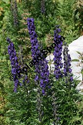 Dichtblütiger Eisenhut, Aconitum napellus ssp. compactum, Aconitum compactum, Blütenstand Traube, Blütenstand Traube Kauf von 06507_aconitum_napellus_compactum_img_3881.jpg