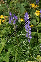 Dichtbltiger Eisenhut, Aconitum napellus ssp. compactum, Aconitum compactum, Bltenstand Traube, Bltenstand Traube Kauf von 06507aconitum_compactumimg_9681.jpg