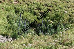 Dichtblütiger Eisenhut, Aconitum napellus ssp. compactum, Aconitum compactum, Blütenstand Traube, Blütenstand Traube Kauf von 06507aconitum_napellus_compactumimg_9750.jpg