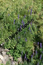 Dichtblütiger Eisenhut, Aconitum napellus ssp. compactum, Aconitum compactum, Blütenstand Traube, Blütenstand Traube Kauf von 06507aconitum_napellus_compactumimg_9751.jpg