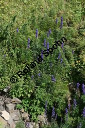 Dichtbltiger Eisenhut, Aconitum napellus ssp. compactum, Aconitum compactum, Bltenstand Traube, Bltenstand Traube Kauf von 06507aconitum_napellus_compactumimg_9752.jpg