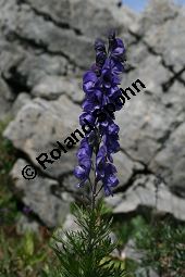 Dichtblütiger Eisenhut, Aconitum napellus ssp. compactum, Aconitum compactum, Blütenstand Traube, Blütenstand Traube Kauf von 06507aconitum_napellus_compactumimg_9753.jpg
