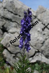 Dichtbltiger Eisenhut, Aconitum napellus ssp. compactum, Aconitum compactum, Bltenstand Traube, Bltenstand Traube Kauf von 06507aconitum_napellus_compactumimg_9754.jpg