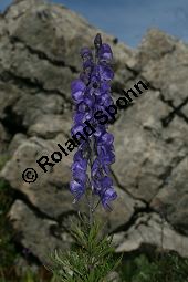 Dichtbltiger Eisenhut, Aconitum napellus ssp. compactum, Aconitum compactum, Bltenstand Traube, Bltenstand Traube Kauf von 06507aconitum_napellus_compactumimg_9755.jpg