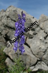 Dichtbltiger Eisenhut, Aconitum napellus ssp. compactum, Aconitum compactum, Bltenstand Traube, Bltenstand Traube Kauf von 06507aconitum_napellus_compactumimg_9756.jpg