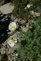 Sendtners Alpen-Mohn, Weier Alpen-Mohn, Papaver alpinum ssp. sendtneri, Papaver sendtneri Kauf von 06511papaver_alpinum_sendtneriimg_9688.jpg