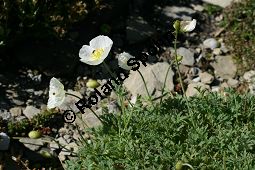 Sendtners Alpen-Mohn, Weißer Alpen-Mohn, Papaver alpinum ssp. sendtneri, Papaver sendtneri Kauf von 06511papaver_alpinum_sendtneriimg_9689.jpg