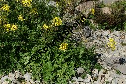 Stumpfkantige Hundsrauke, Brunnenkresseblättrige Rampe, Erucastrum nasturtiifolium Kauf von 06512erucastrum_nasturtiifoliumimg_9695.jpg