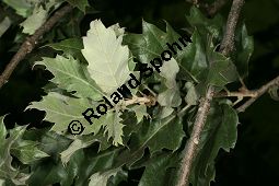 Wallonen-Eiche, Arkadische Eiche, Knoppern-Eiche, Vallonea-Eiche, Quercus macrolepis, Quercus ithaburensis ssp. macrolepis Kauf von 06516quercus_macrolepisimg_9811.jpg
