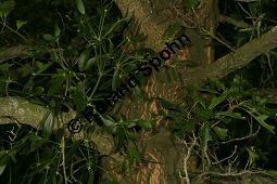 Mistel auf Sumpf-Eiche, Viscum album auf Quercus palustris Kauf von 06517viscum_album_quercus_palustrisimg_9818.jpg
