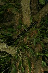Mistel auf Sumpf-Eiche, Viscum album auf Quercus palustris Kauf von 06517viscum_album_quercus_palustrisimg_9819.jpg