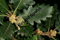 Persische Eiche, Quercus macranthera Kauf von 06518quercus_macrantheraimg_9830.jpg
