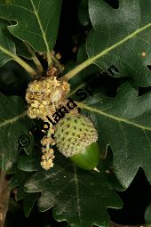 Persische Eiche, Quercus macranthera Kauf von 06518quercus_macrantheraimg_9831.jpg