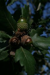 Persische Eiche, Quercus macranthera Kauf von 06518quercus_macrantheraimg_9834.jpg